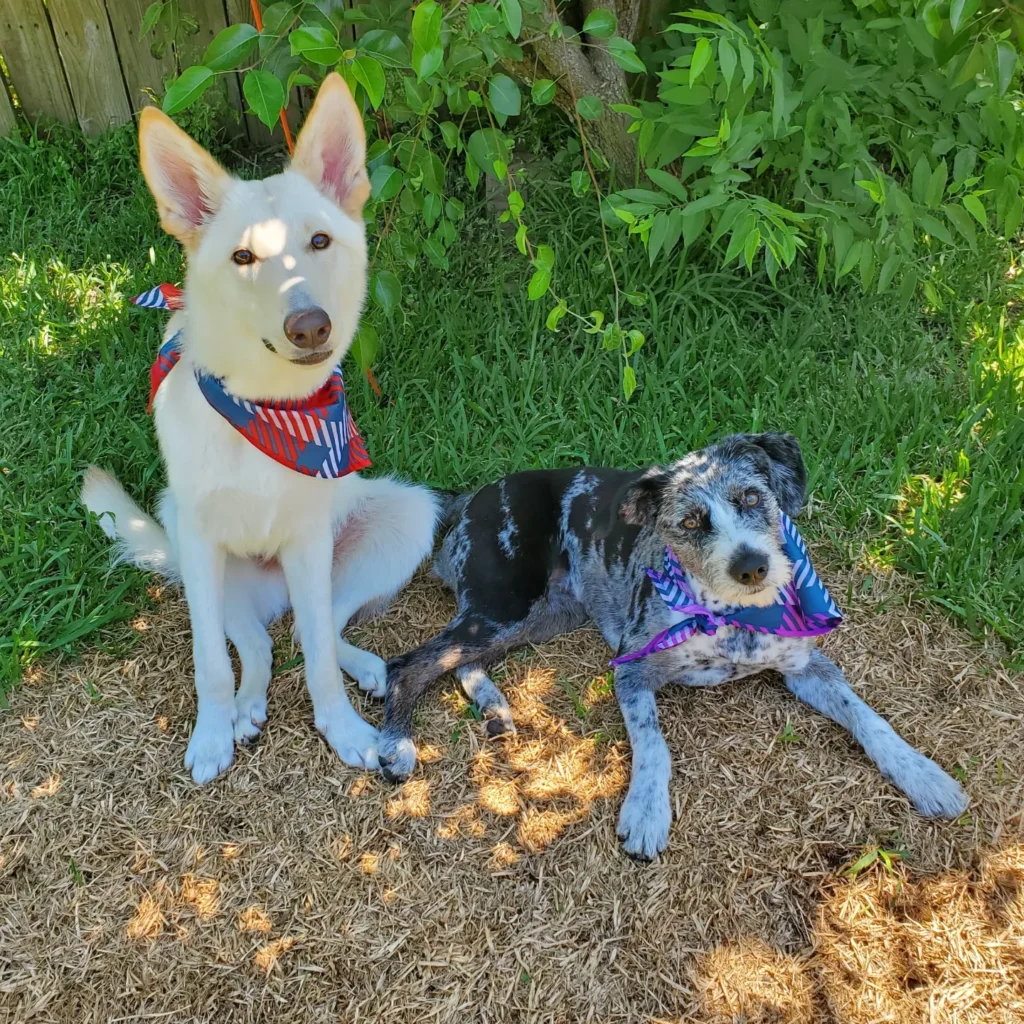 A white German Shepherd mix sits next to a merle dog. Both are wearing bandanas and are looking at the camera.