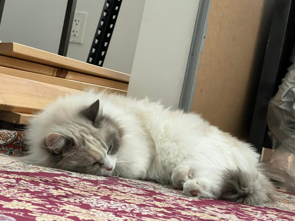 ragdoll cat sleeping on a red carpet 